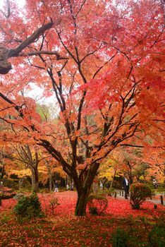 colorful maple leaves and branches from kyoto, japan