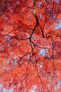 colorful maple leaves and branches from kyoto, japan