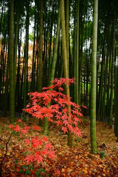 red maple with green bamboo from japan