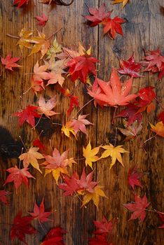 colorful red maple leaves on the ground