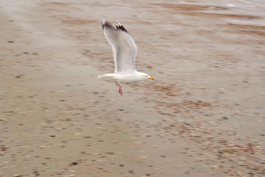 Seagull flying above the beach