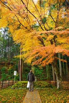 colorful maple leaves in a temple from kyoto, japan