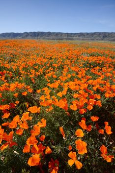 wild orange california poppy blooming from antelope valley in southern california