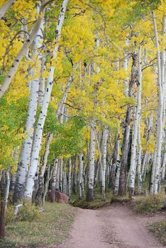 aspen tree in autumn from colorado