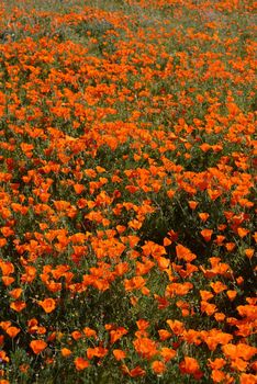 wild orange california poppy blooming from antelope valley in southern california