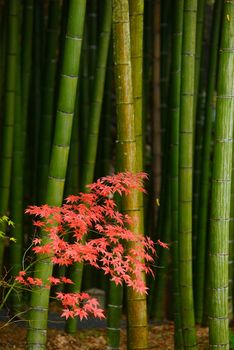 red maple with green bamboo from japan