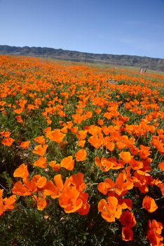 wild orange california poppy blooming from antelope valley in southern california