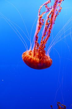 orange nettle jellyfish from baltimore aquarium