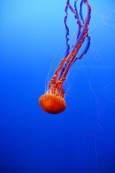 orange nettle jellyfish from monterey bay aquarium