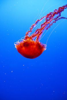 orange nettle jellyfish from baltimore aquarium