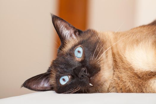 Portrait of a Siamese cat with beautiful blue eyes which is resting and sleeping on the bed