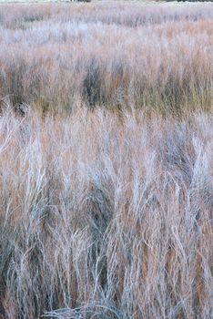 dry grass abstract from eastern sierra valley