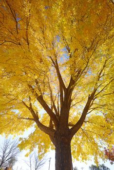 yellow color of fall foliage from a town in utah
