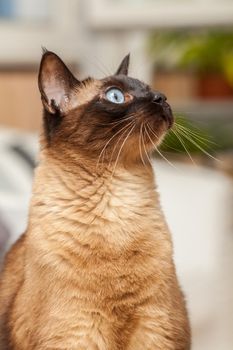 Portrait of a cute siamese breed cat with beautiful blue eyes.