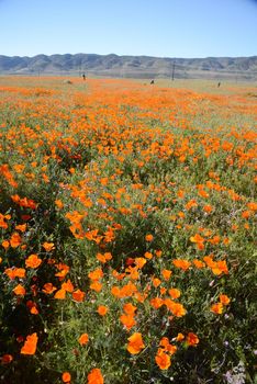 wild orange california poppy blooming from antelope valley in southern california