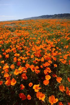 wild orange california poppy blooming from antelope valley in southern california