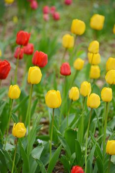 colorful red and yellow tulip in a garden in korea