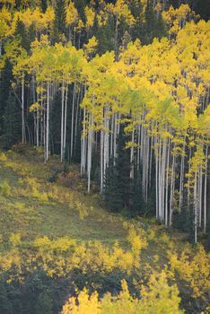 aspen tree in autumn from colorado