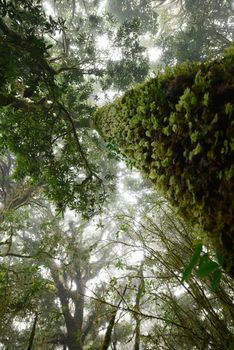 Thailand tropical jungle in Chiang Mai, Thailand