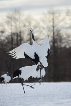 Japanese crane in Hokkaido