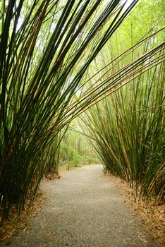 bamboo groove in a plantation near charleston