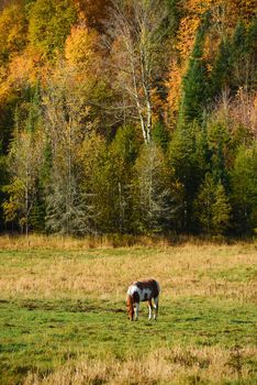 a brown horse in a local farm in vermont with fall foliage 