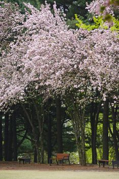 pink flower of cherry blossom in korea
