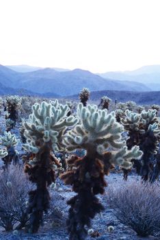 cholla cactus garden from Joshua Tree national park 