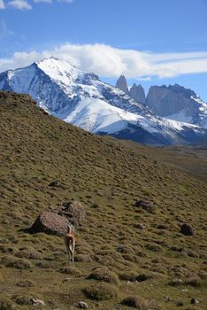wild guanaco with hill and mountain in patagonia