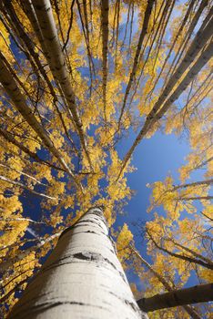 yellow aspen tree from colorado