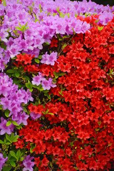 colorful red and purple azalea flower in korea