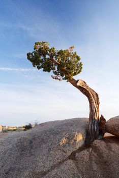 a small lone tree growing on a rock in Joshua tree national park