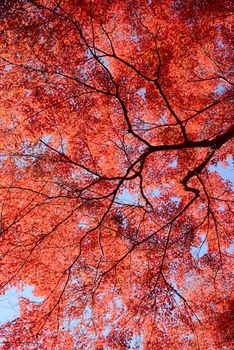 colorful maple leaves and branches from kyoto, japan