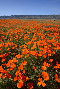 wild orange california poppy blooming from antelope valley in southern california