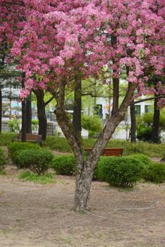 cherry blossom flower in seoul, korea in april
