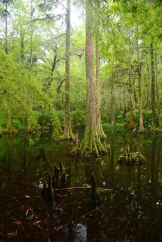 a white bridge in a swamp area in magnolia plantation near charleston