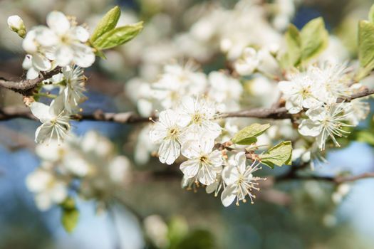 Blooming cherry branches with white flowers close-up, background of spring nature. Macro image of vegetation, close-up with depth of field