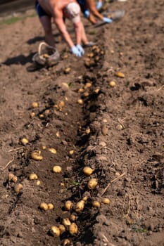 Picking potatoes on the field manually. A man harvests potatoes on earth.