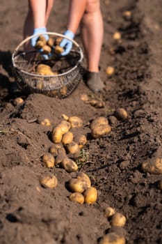 Picking potatoes on the field manually. A man harvests potatoes on earth.