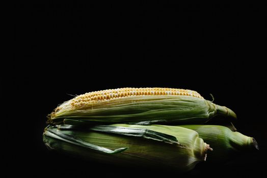 Raw corn cobs or maize on a black background. Harvest concept. Corn with green leaves lying in a pile. View from an angle