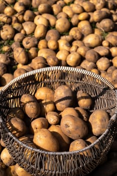 A lot of harvested potatoes are in a pile and in a basket. Autumn harvest.