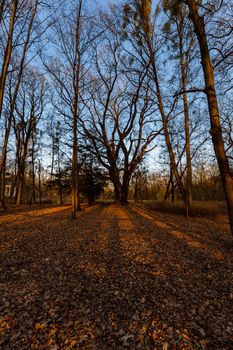 Beautiful streaks of light seen through tree at sunset in park