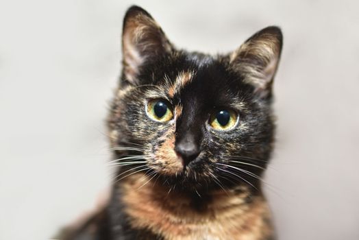 portrait of a smooth-haired tortoiseshell cat with orange-green eyes.