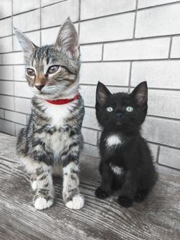 beautiful gray tabby cat with a red collar sits against a brick wall, a cute black kitten with a white spot on the chest sits nearby.