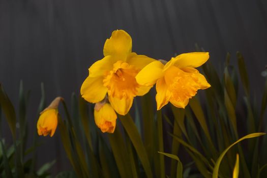spring flowers daffodils in the evening light , spring season