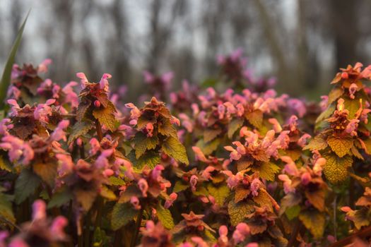 spring flowers in the evening light , spring season