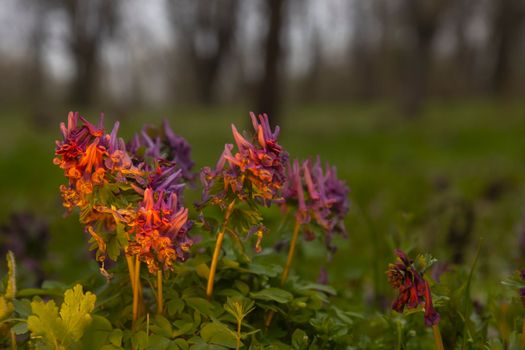 spring forest flowers in the evening light , spring season
