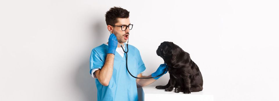 Image of handsome doctor in vet clinic examining dog health, checking pug lungs with stethoscope, standing over white background.