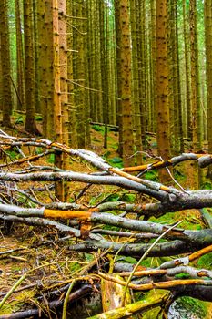 The dying silver forest with dead broken uprooted spruces or sawed off firs trees with mushrooms and landscape panorama at Brocken mountain peak in Harz mountains Wernigerode Germany.