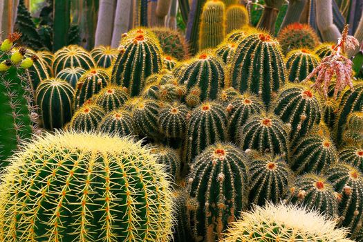 Cactus natural pattern, garden at desert landscape, California, United States